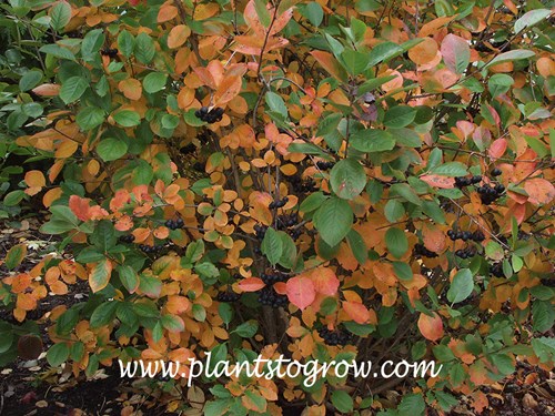 Black Chokeberry )Aronia melanocarpa elata) 
Early fall foliage (picture taken August 17th)